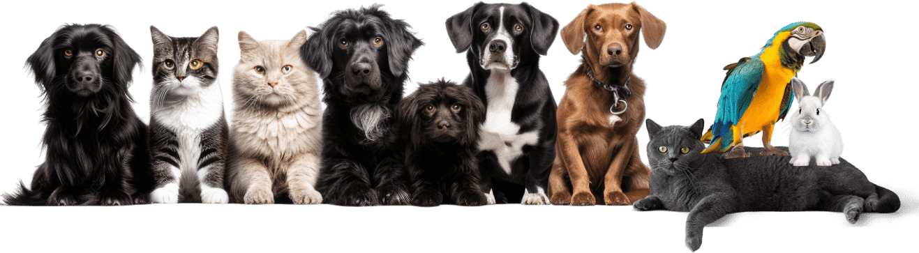 תמונת אווירה של חיות מחמד