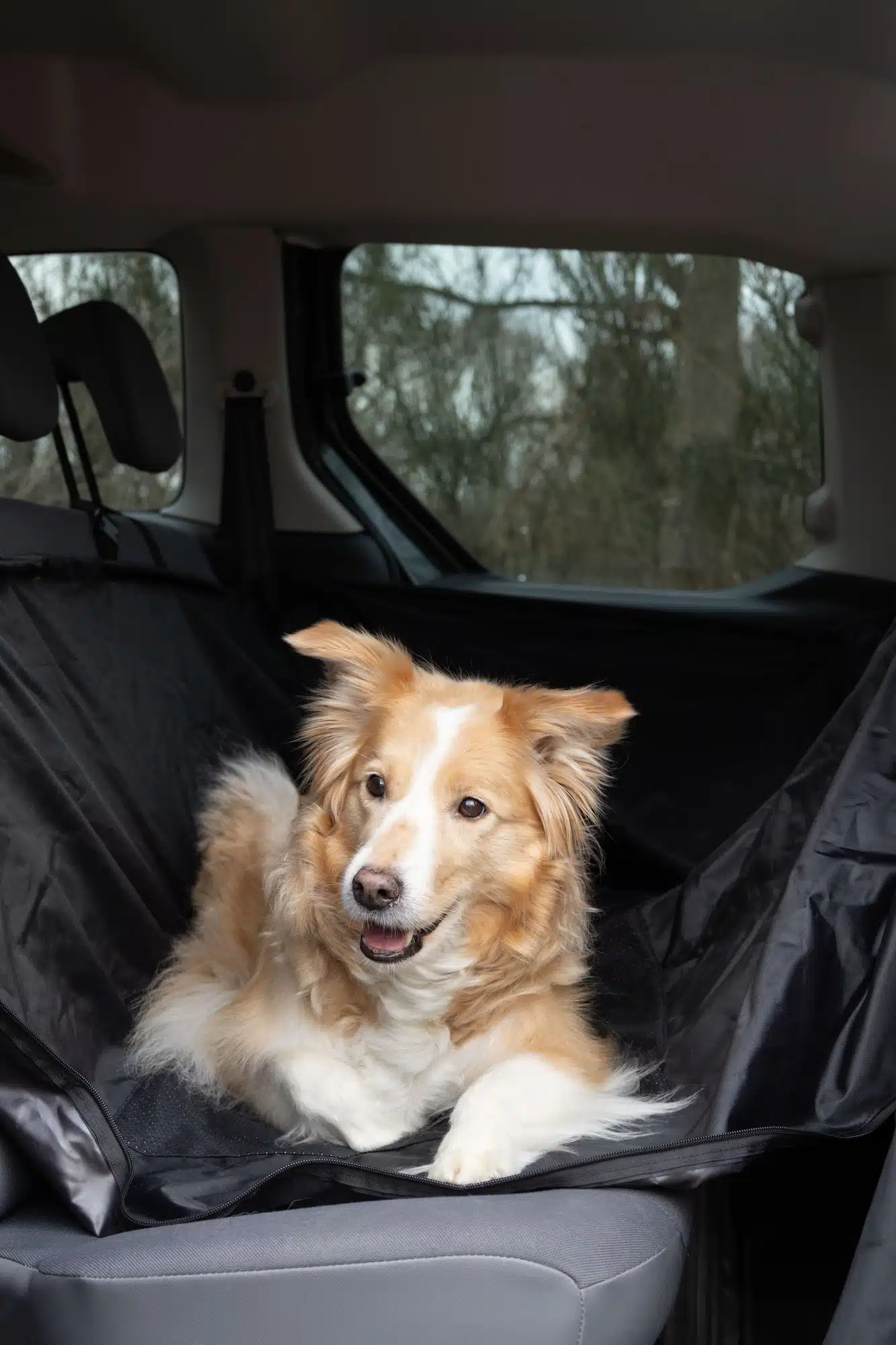 כיסוי מושב אחורי לרכב לכלבים סגנון ערסל FLAMINGO הדגמה עם כלב יושב 3