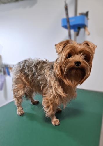 ארצ'י לאתר לפני