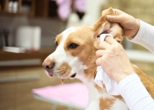 דלקות אוזניים ואיך לנקות