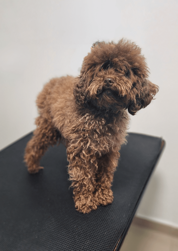 סנדי לאתר לפני(1)