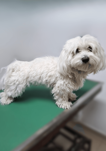 ספידי לפני תספורת