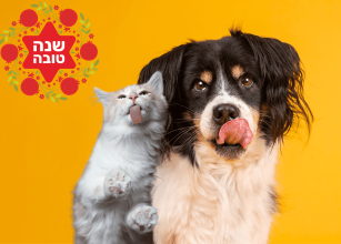 כתבה ראש השנה ראשי